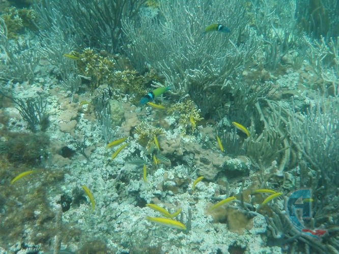 pez bananos de arrecife